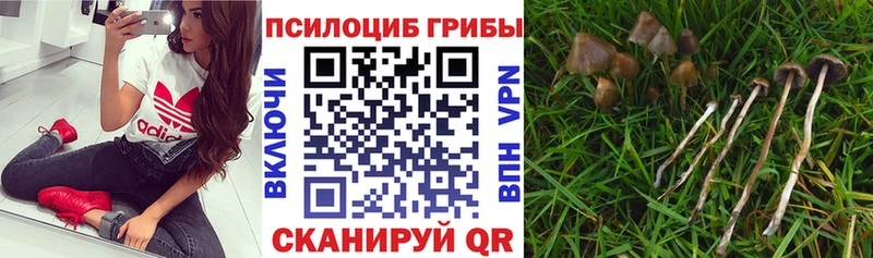 Галлюциногенные грибы Psilocybe  купить   Дубна 
